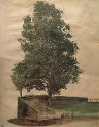 Linden Tree on a Bastion Albrecht Durer